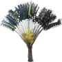 Traveller's Palm